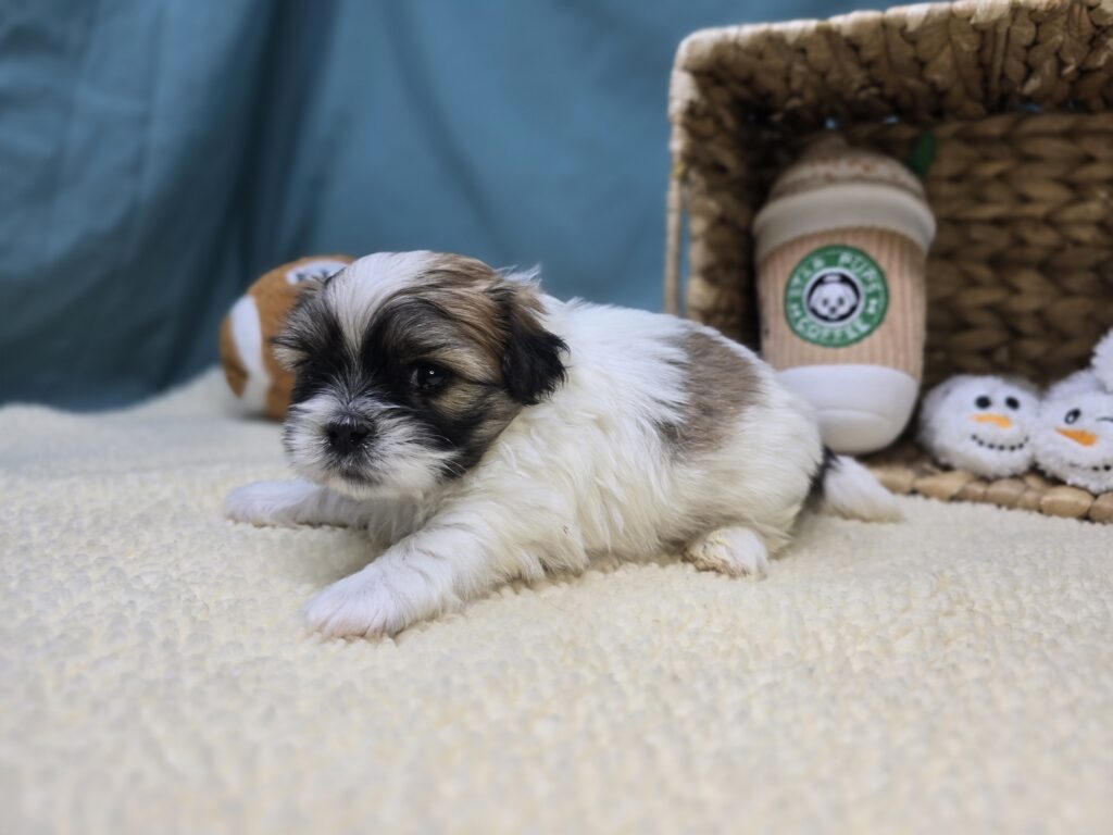 Monty - Bichon/Pekingese - Image 2