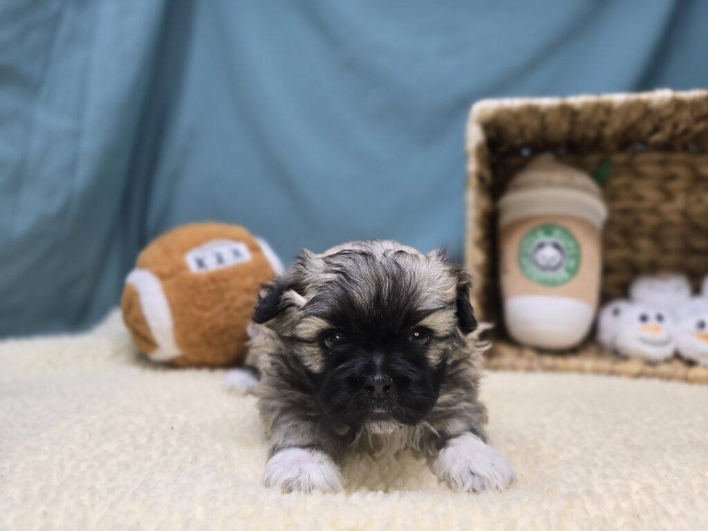 Elodie - Bichon/Pekingese - Image 6