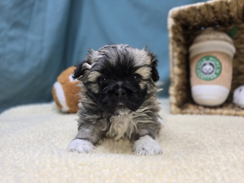 Elodie - Bichon/Pekingese - Image 5