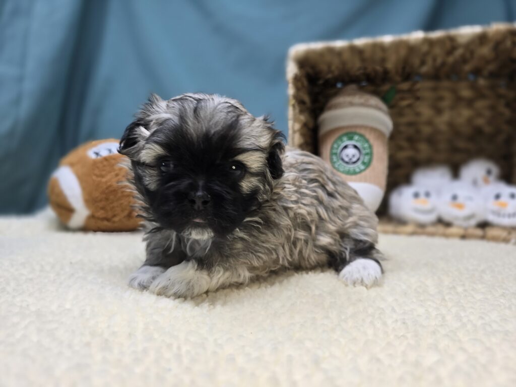 [#2536-03]  - Light Brown F Bichon/Pekingese Puppies For Sale