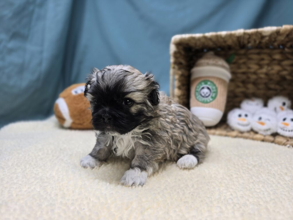 Elodie - Bichon/Pekingese - Image 4