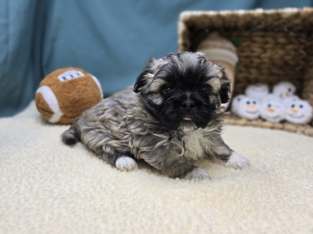 Elodie - Bichon/Pekingese - Image 2