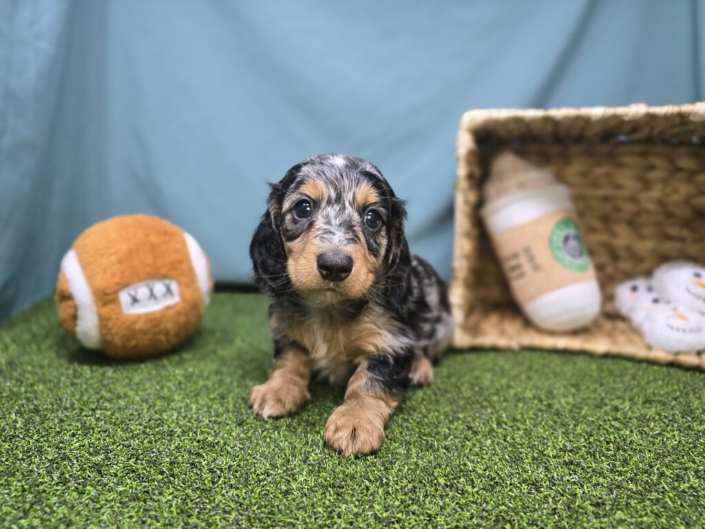 Maverick  - Dachshund - Image 3