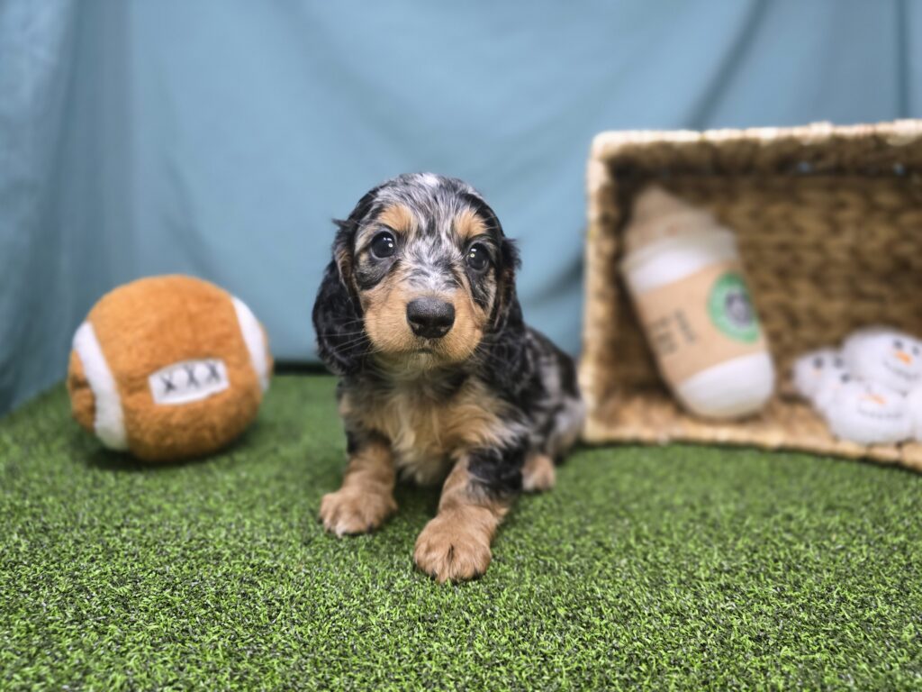 Maverick  - Dachshund - Image 2