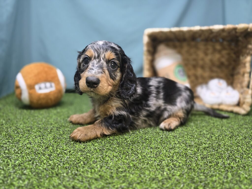 [#2624-02]  - Blue Dapple M Dachshund Puppies For Sale