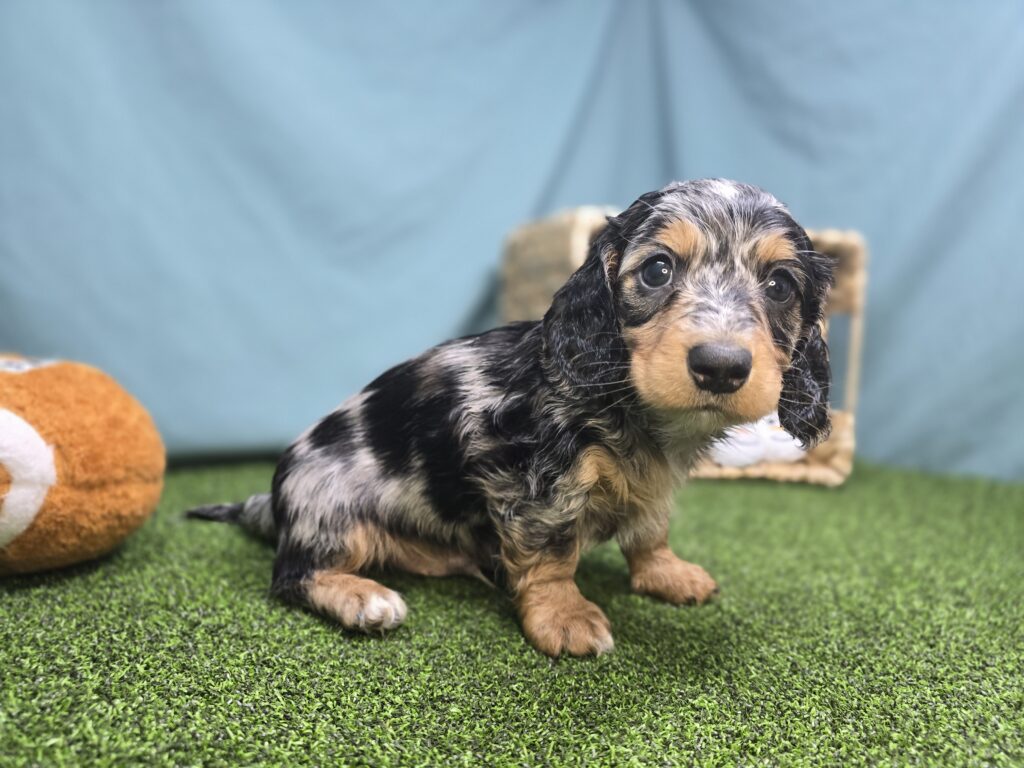 Maverick  - Dachshund - Image 4