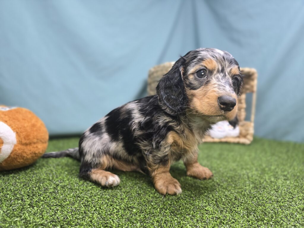 Maverick  - Dachshund - Image 5