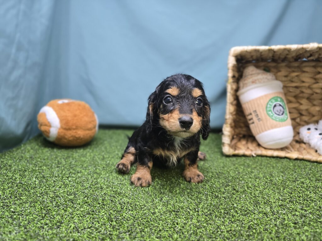 Mason - Dachshund - Image 2