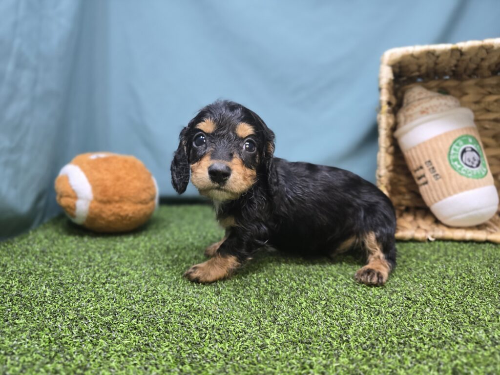 Mason - Dachshund - Image 3