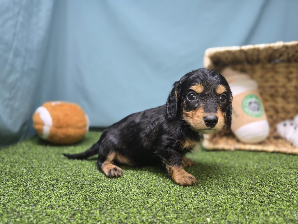 Mason - Dachshund - Image 4