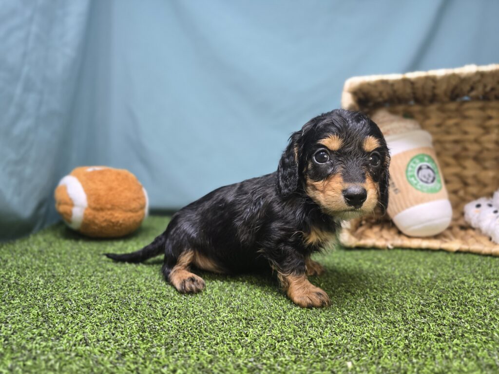 Mason - Dachshund - Image 5