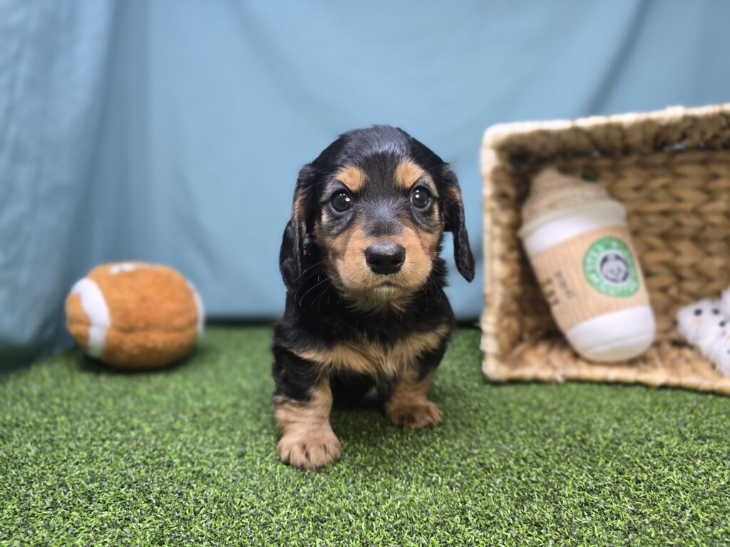 Anna - Dachshund - Image 6