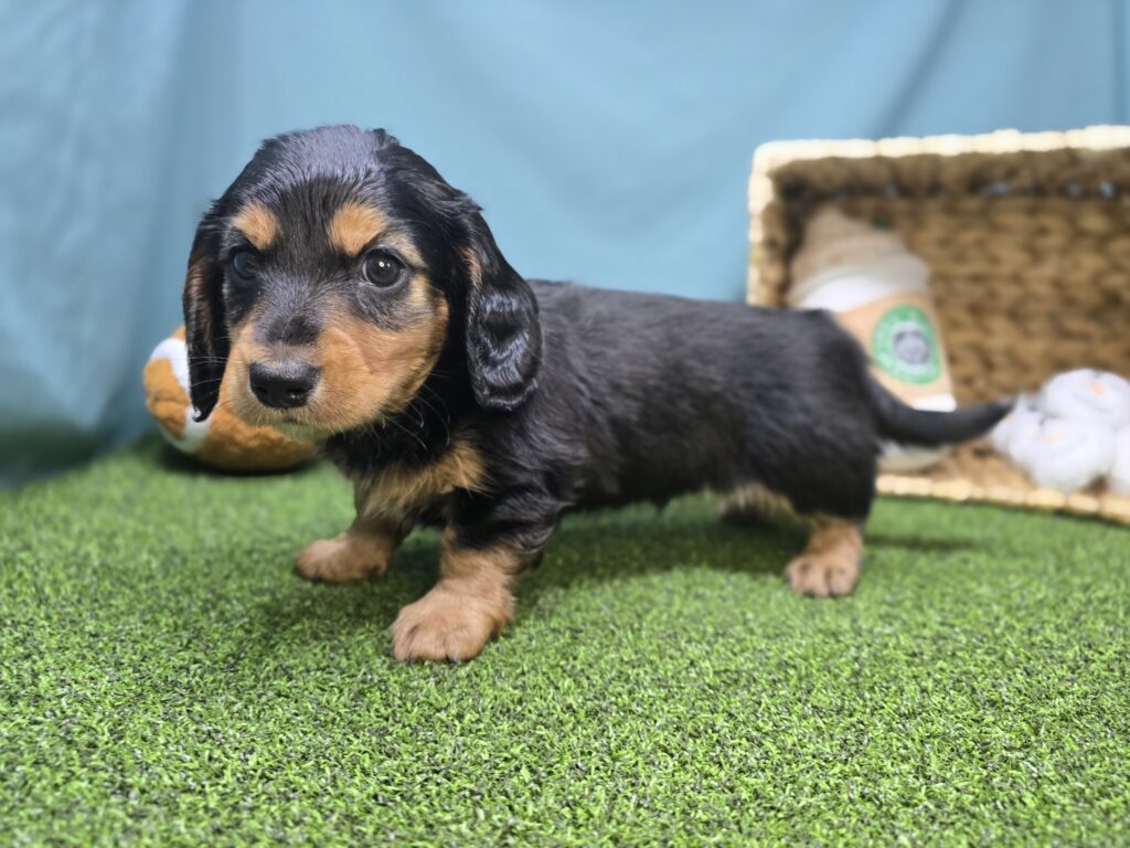 Anna - Dachshund - Image 5