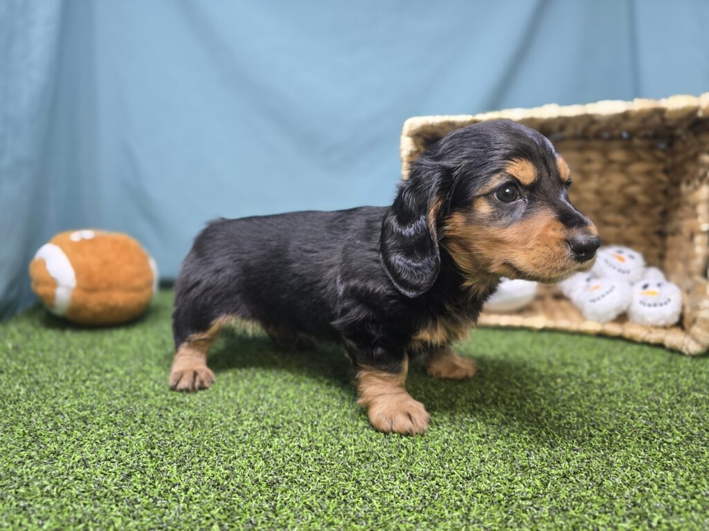 Anna - Dachshund - Image 3