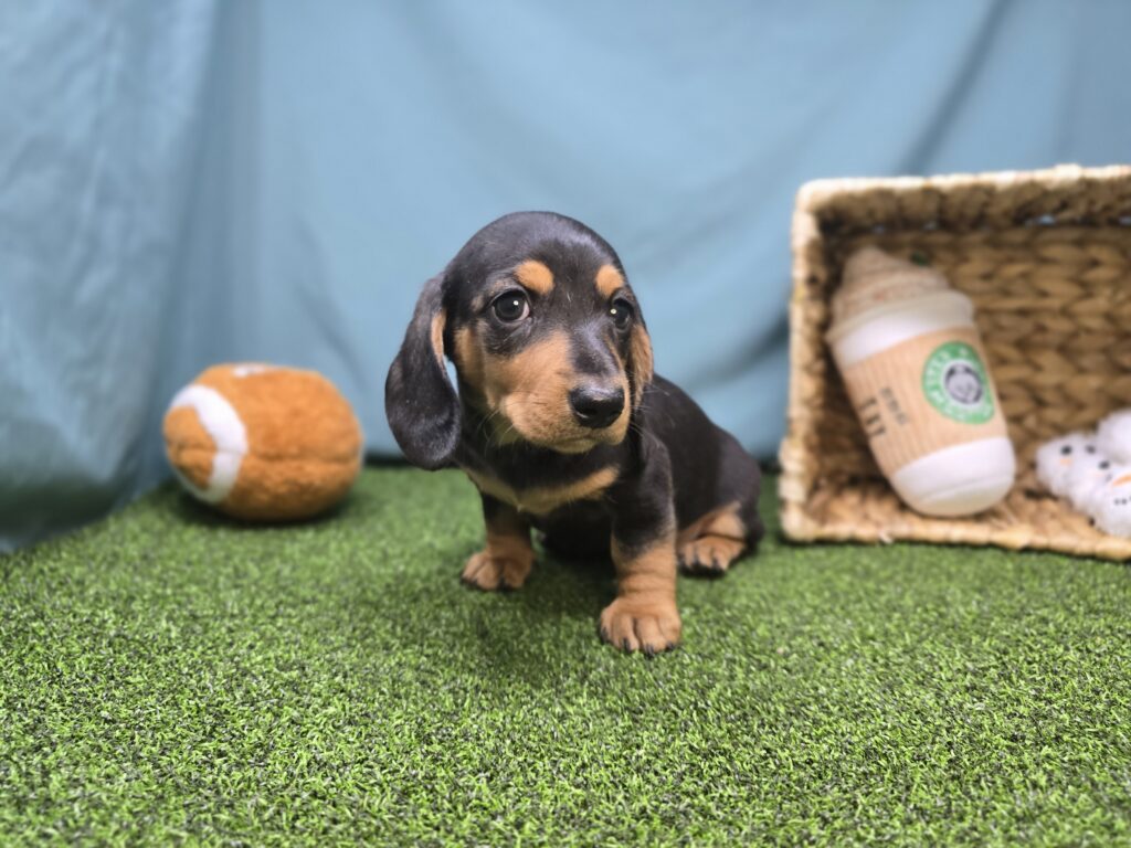 Emmy - Dachshund - Image 6