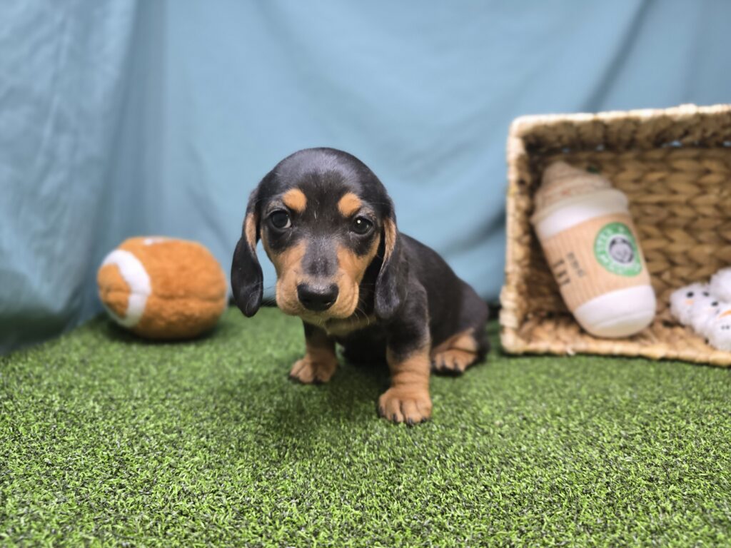 Emmy - Dachshund - Image 2