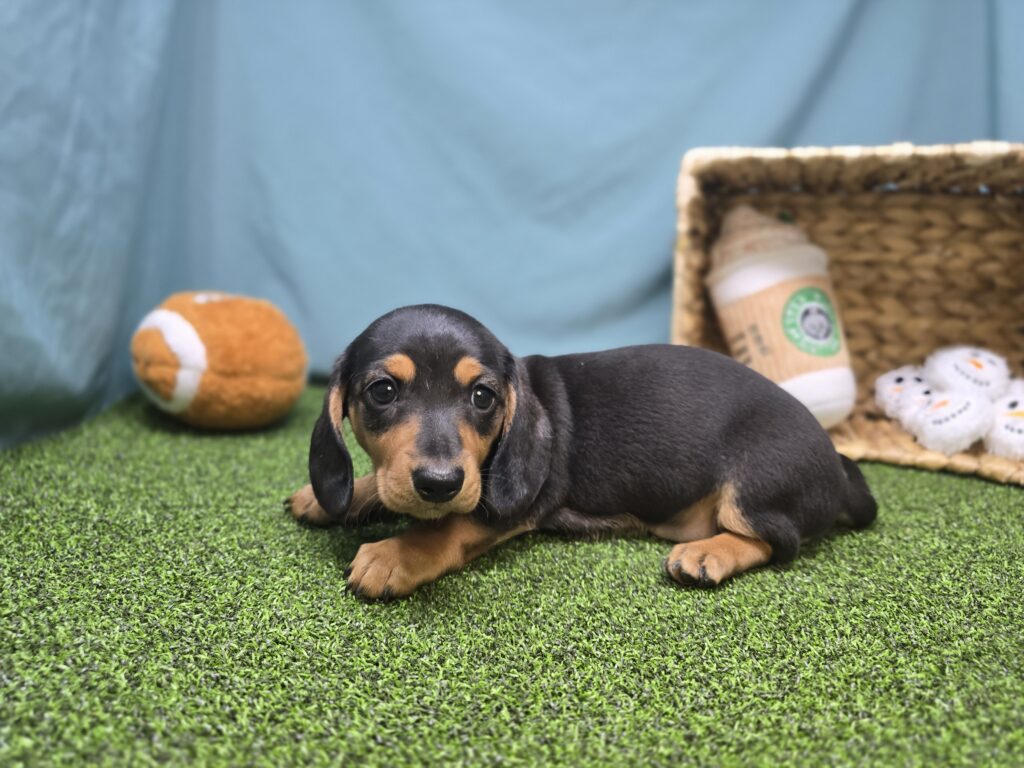Emmy - Dachshund - Image 5