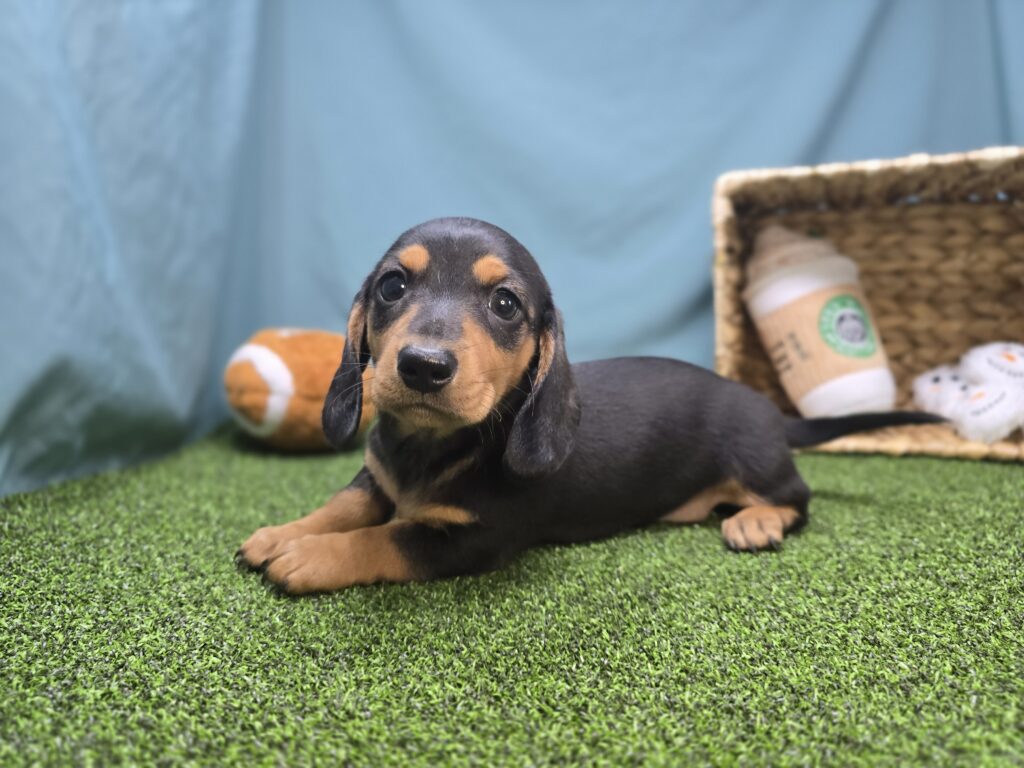 Emmy - Dachshund - Image 4