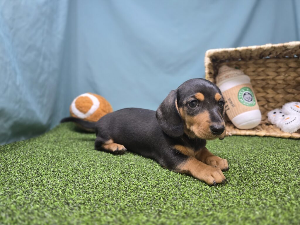 Emmy - Dachshund - Image 3