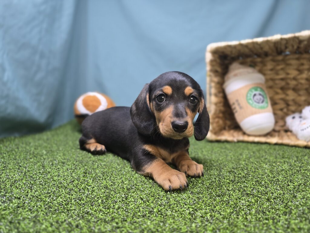 [#2624-05]  - Black / Tan F Dachshund Puppies For Sale