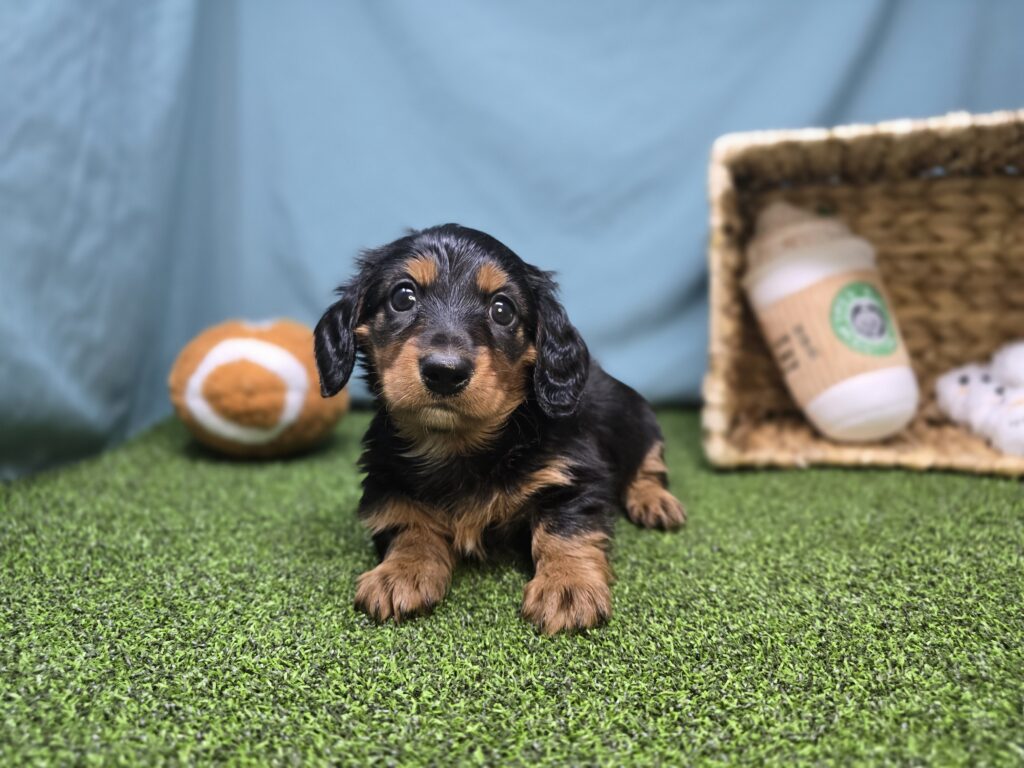 [#2624-06]  - Black / Tan F Dachshund Puppies For Sale