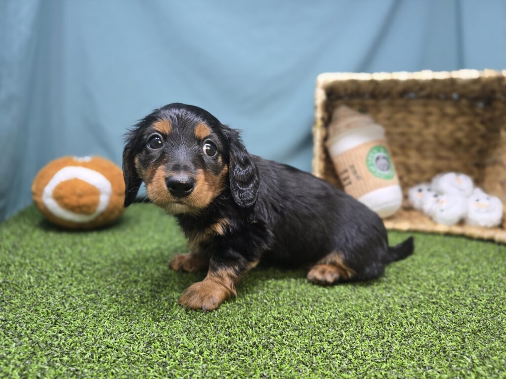 Leah - Dachshund - Image 5