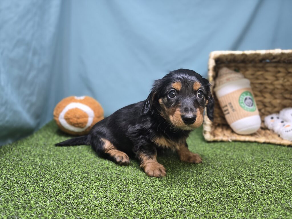 Leah - Dachshund - Image 3