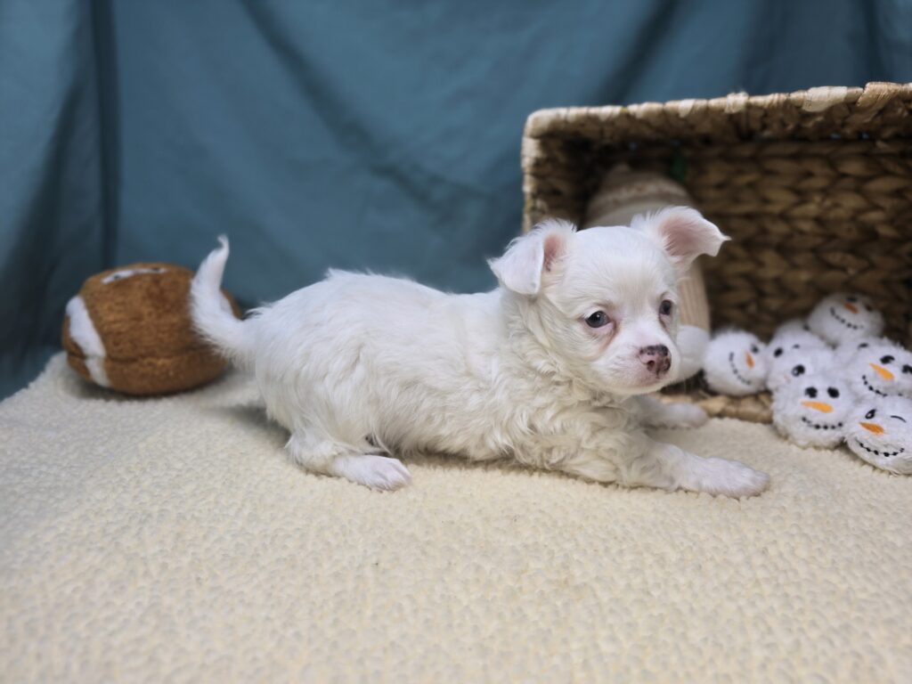 Arlo - Chihuahua - Image 2