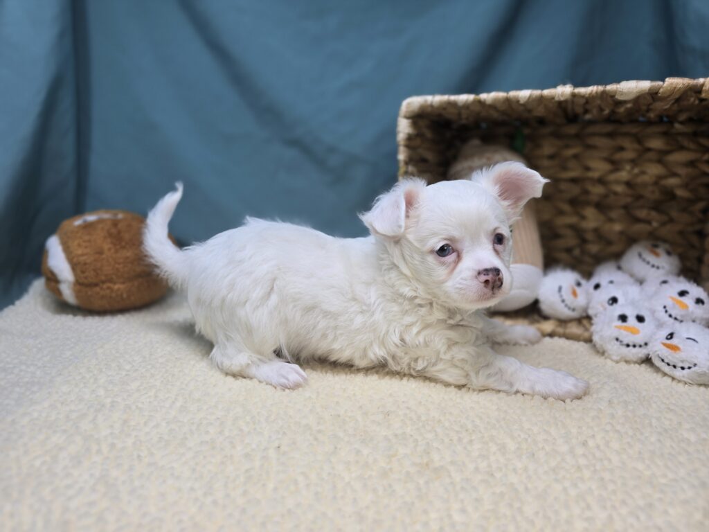 Arlo - Chihuahua - Image 4