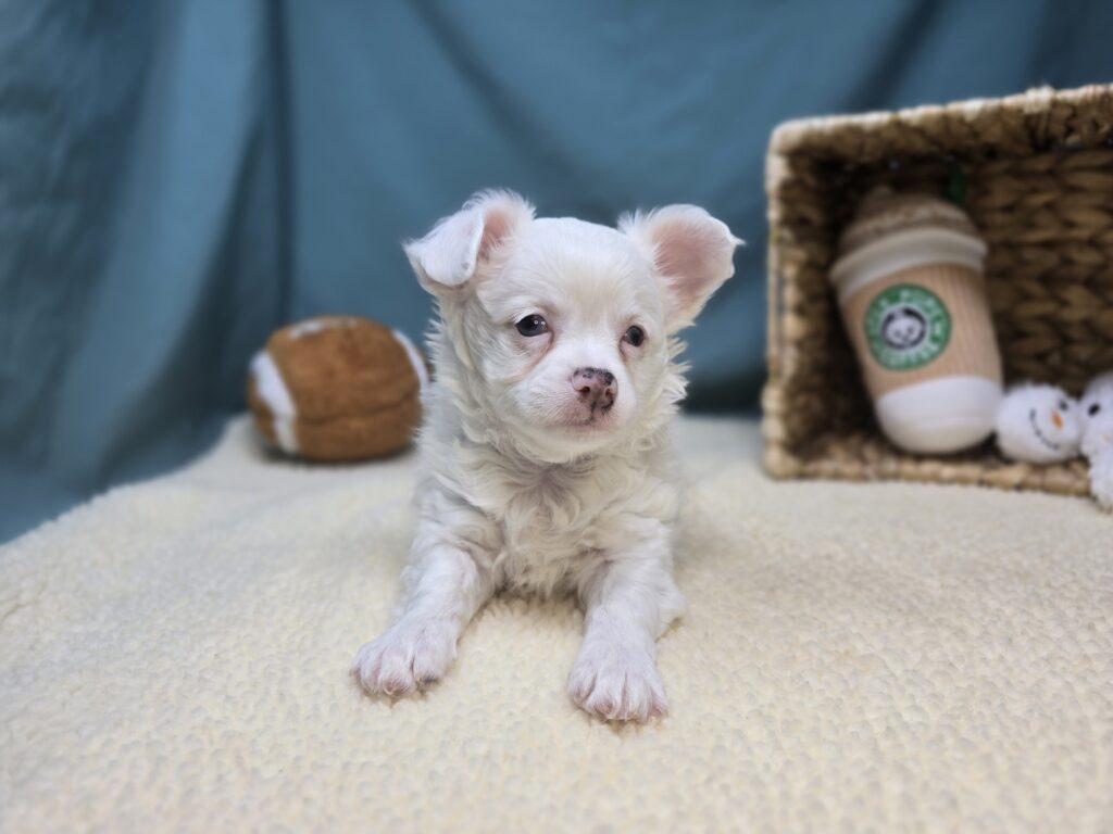 Arlo - Chihuahua - Image 3