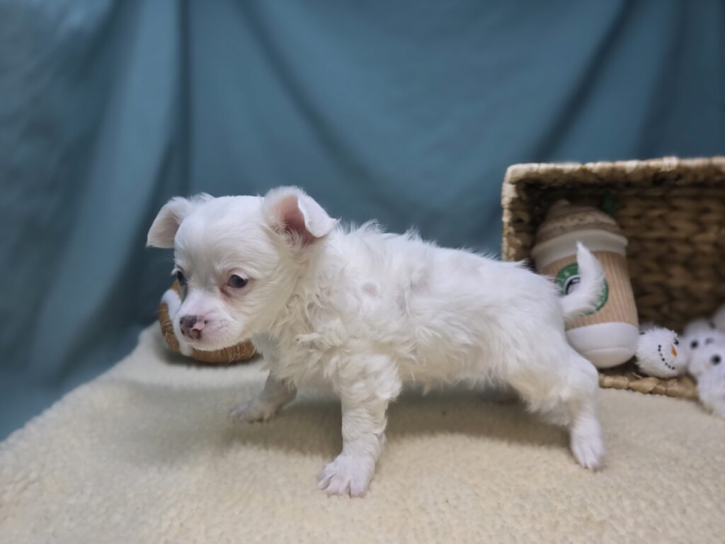 Arlo - Chihuahua - Image 6