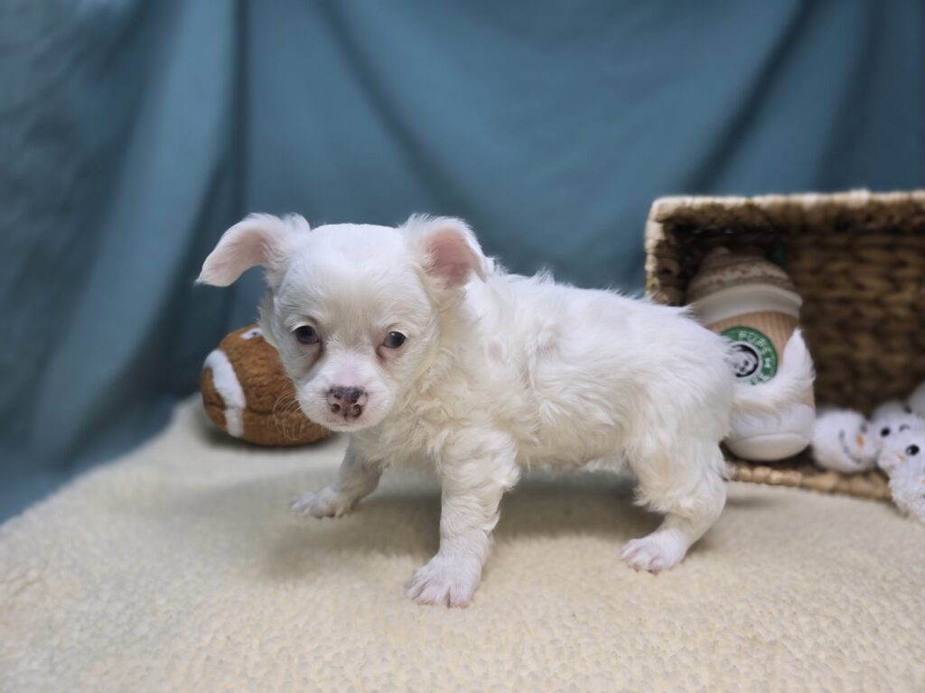 Arlo - Chihuahua - Image 5