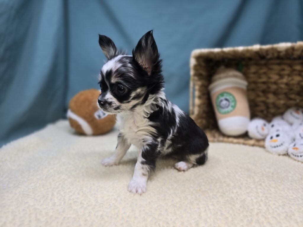 Hallie - Chihuahua - Image 3