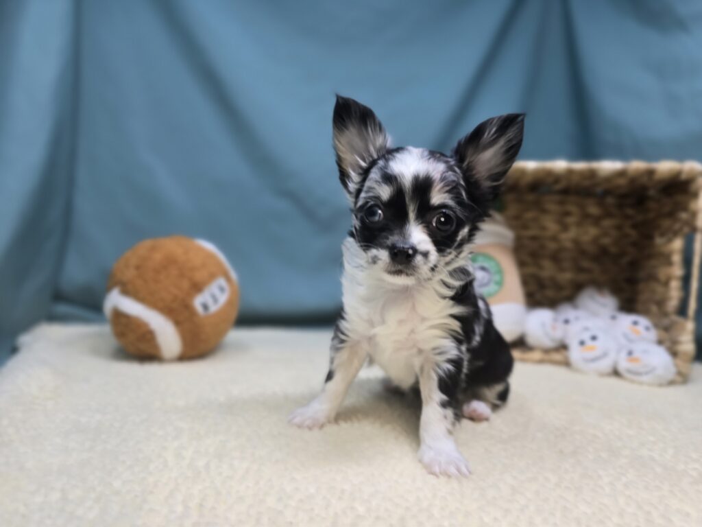 [#2535-03]  - Blue Merle F Chihuahua Puppies For Sale