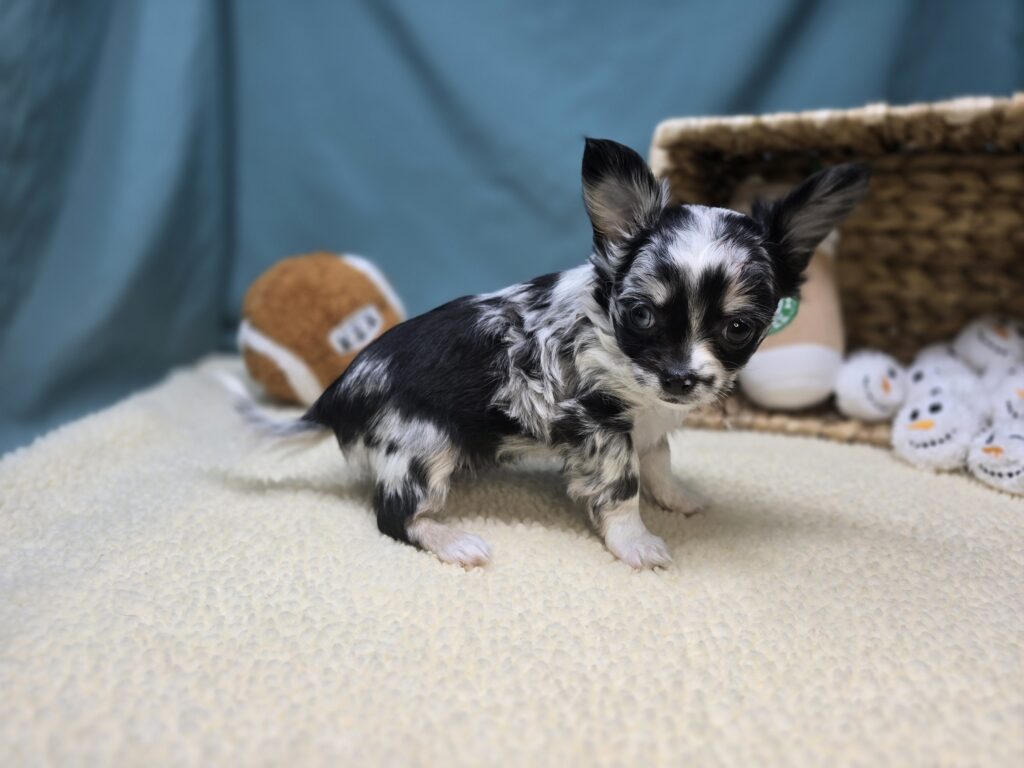 Hallie - Chihuahua - Image 5