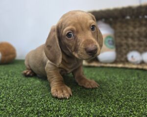 Dachshund