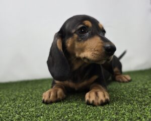 Dachshund