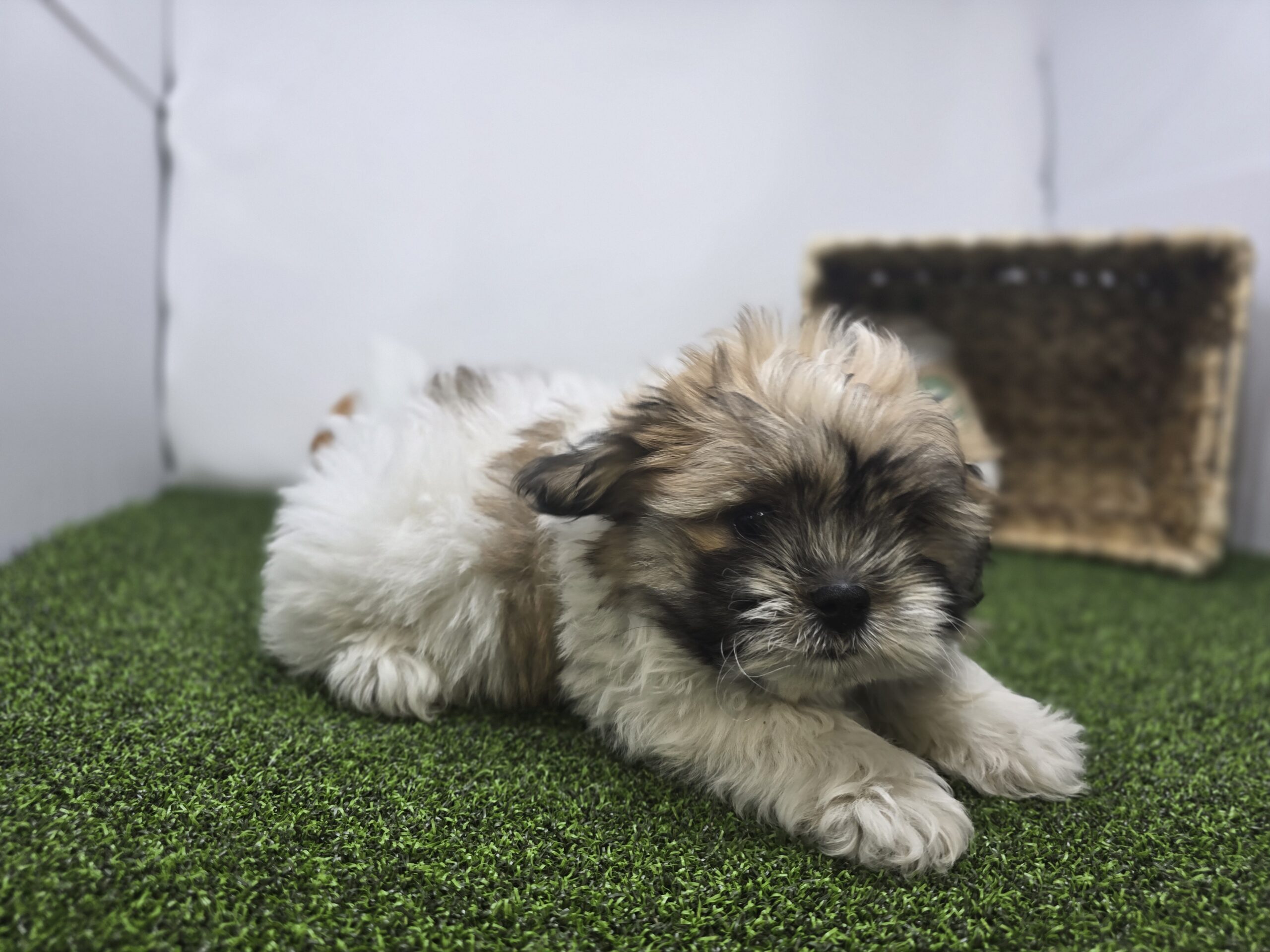 Bichon/Pekingese – Monty