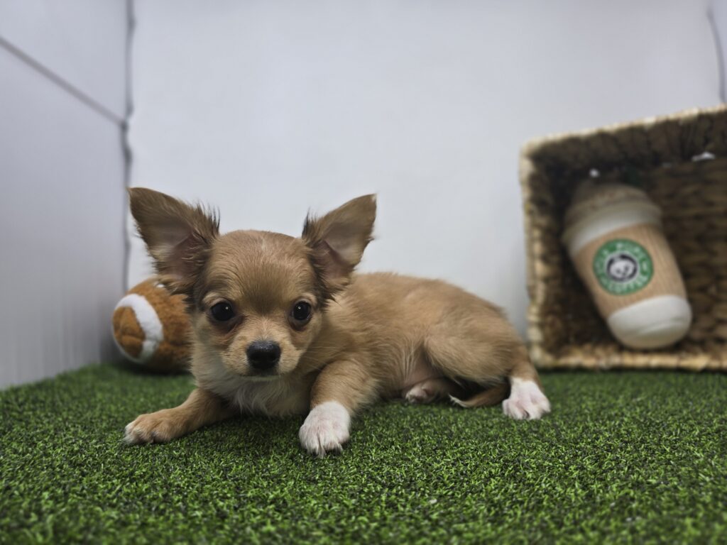 Charlie - Chihuahua - Image 1