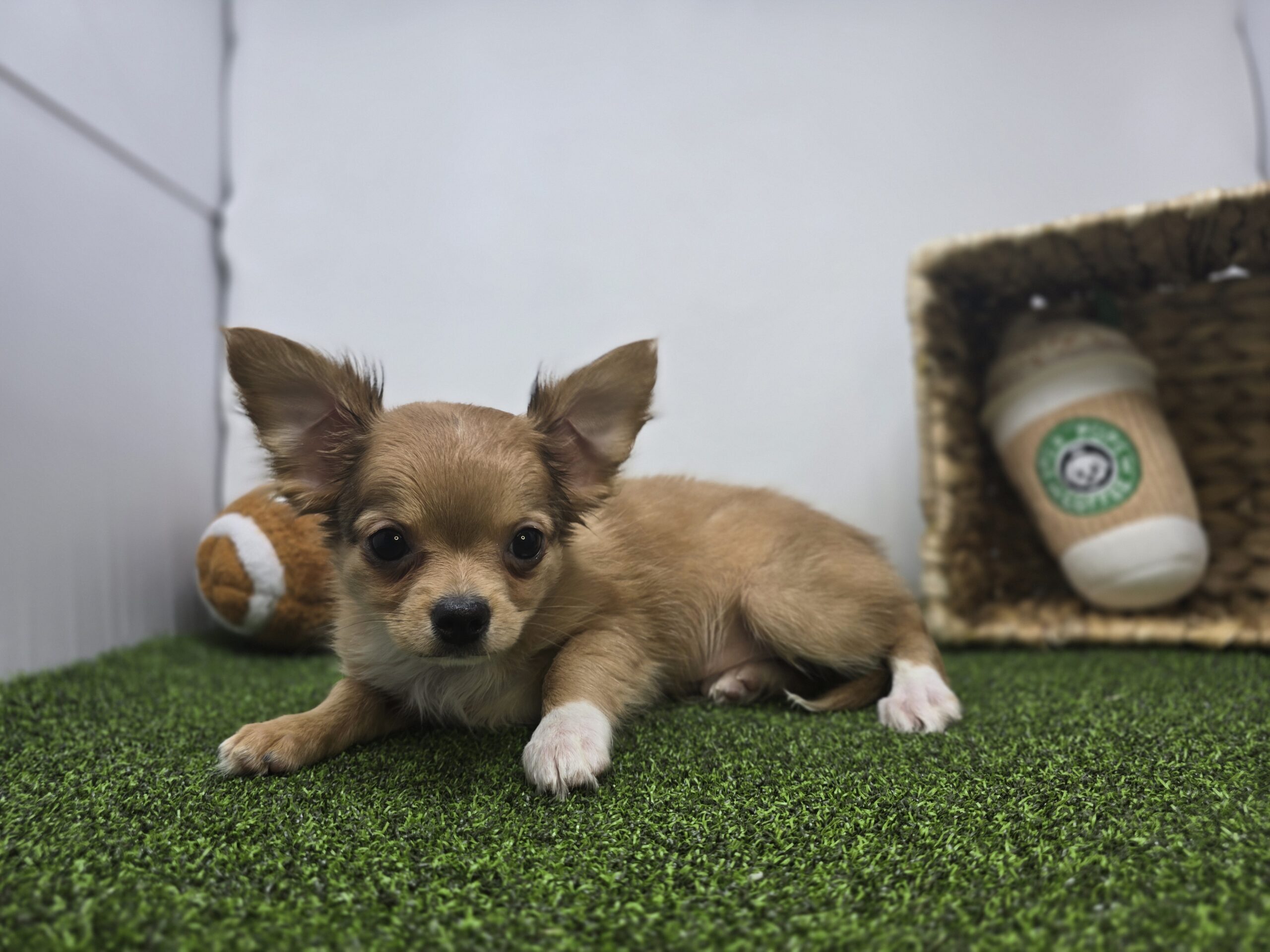 Chihuahua – 1230 – Charlie