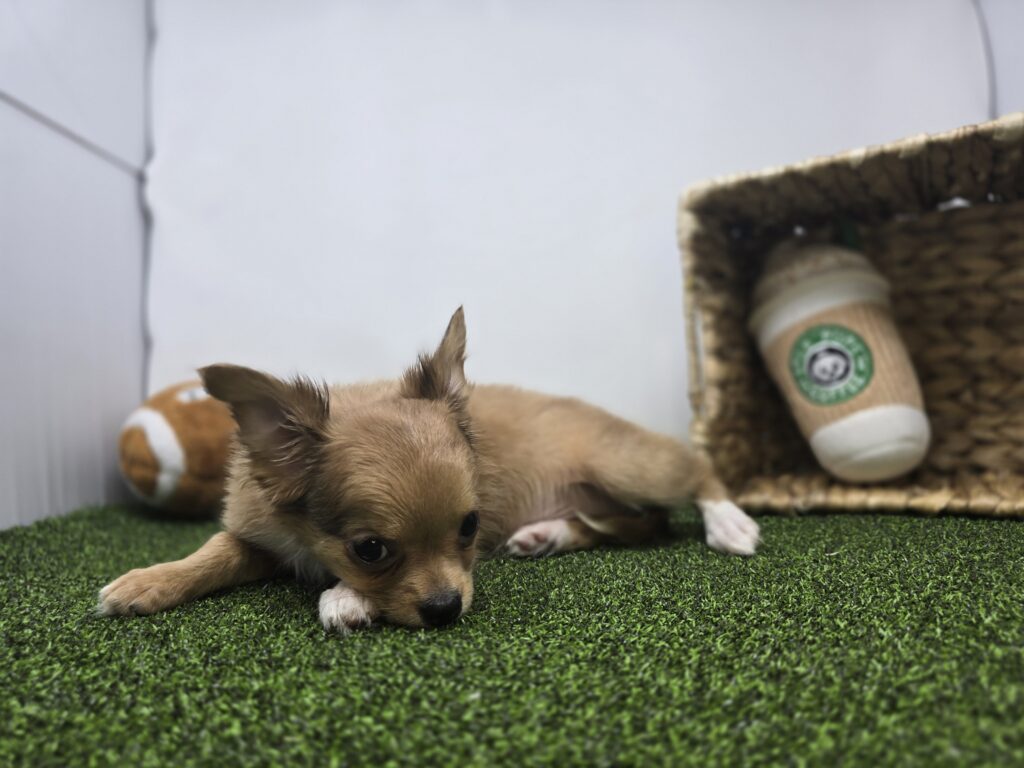 Charlie - Chihuahua - Image 4