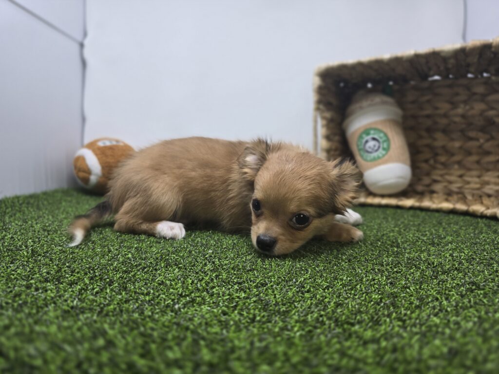 Charlie - Chihuahua - Image 5