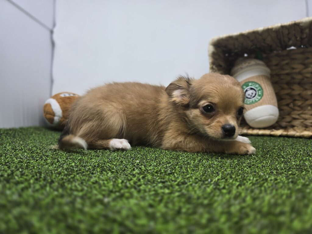 Charlie - Chihuahua - Image 6