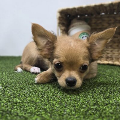 Chihuahua - 1230 - Charlie