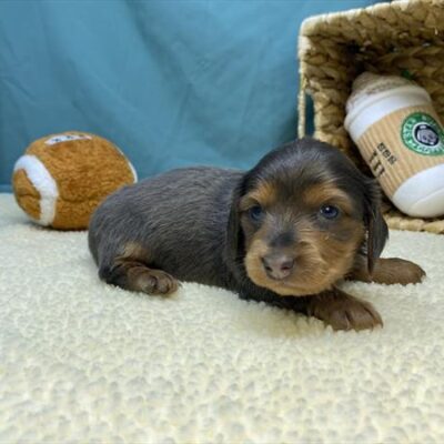 Dachshund - 1228 - Nina