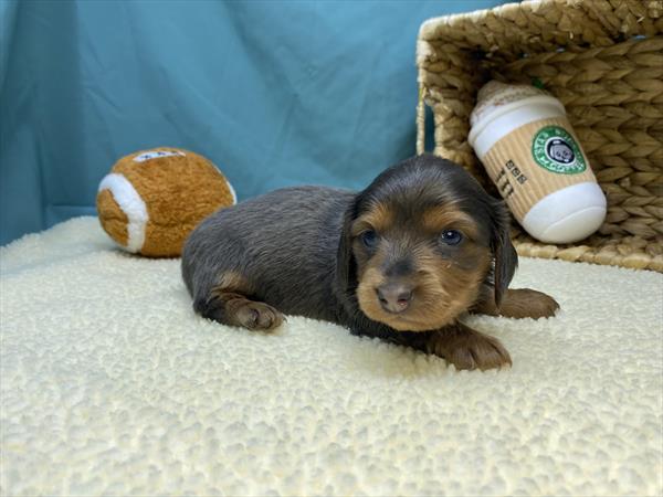 [#251114-02]  - Brown / Tan F Dachshund Puppies For Sale
