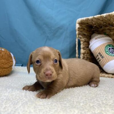 Dachshund - 1229 - Chloe