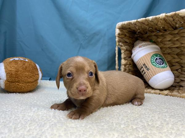 Chloe - Dachshund - Image 1