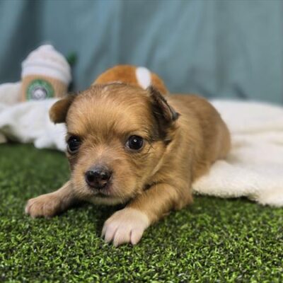 Chihuahua - 1230 - Charlie