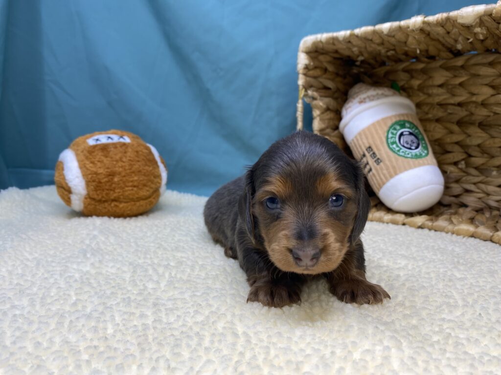 Nina - Dachshund - Image 3